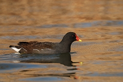 David Plant Photography - Wildlife Photography - Moorhen - N